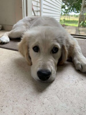 milo the golden retriever by milo thefluffball (2)