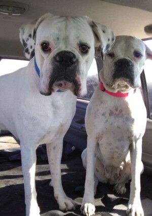 mother and son white boxer dogs by kimberly b