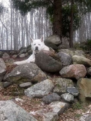 mt sweet akita by claudia s