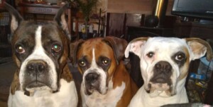 my 3 boxer dogs by elizabeth a