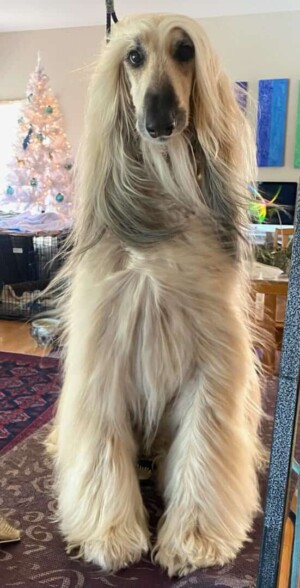 my afghan hound mr ringo by michael s