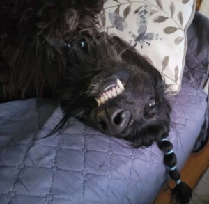 my afghan hound by josee