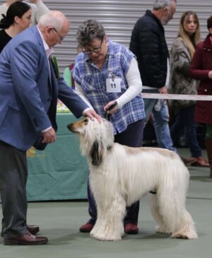 my afghan hound by noname