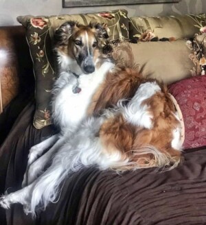 my beautiful bolrzoi by michelle