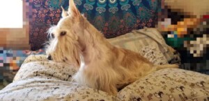 my beautiful scottie by janet s