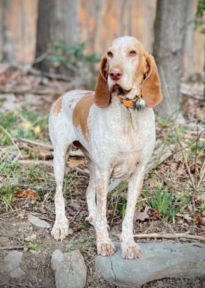 my bracco italiano by dee