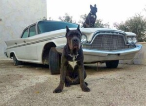 my cane corso and french bulldog and my ride by osario b