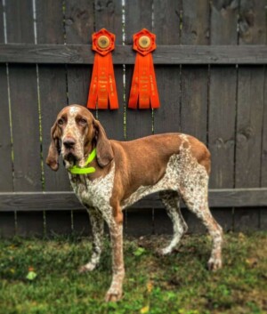 my champion bracco italiano by stefan