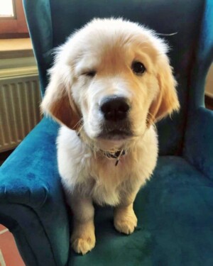 my cute golden retriever puppy by kelly t