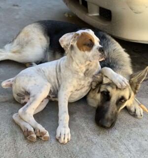 my gsd armrest by ivan s