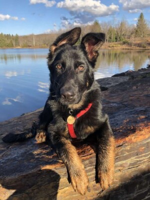 my gsd by alexa l