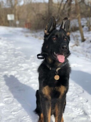 my gsd by alexa l