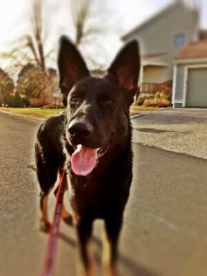 my gsd name axel by axel von awesome