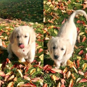 my golden retriever puppy loves the leaves by kay l