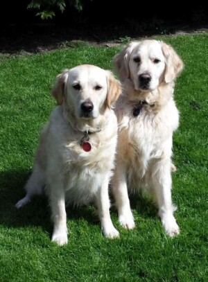 my golden retrievers by karen t