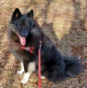 my keeshond pomeranian mix by mary n