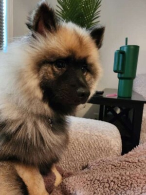 my keeshond by kuma