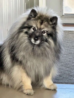my keeshond by frank c