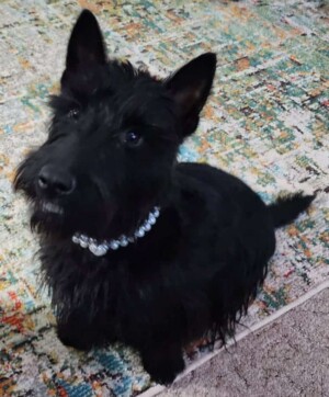 my scottie by hollyecho