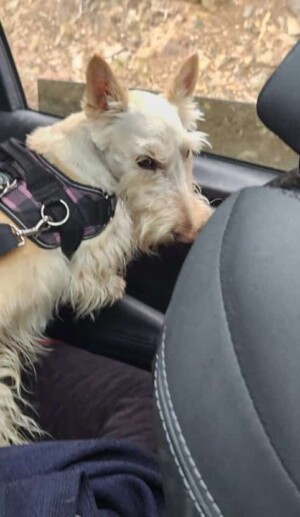 my scottie by moira