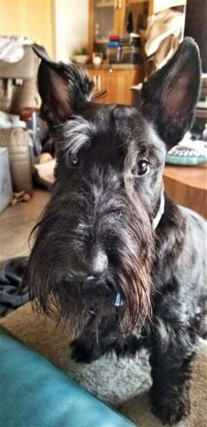 my scottie by phil