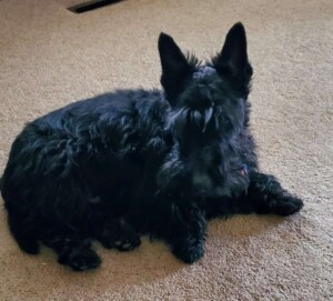 my scottie by r banning