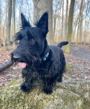 my scottish terrier