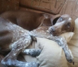 my sleepy bracco italiano
