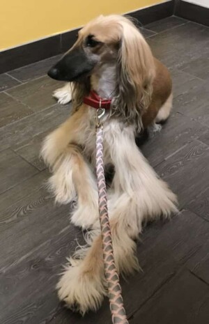 my beautiful afghan hound by noname