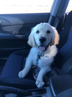 my golden retriever puppy wants to go for a ride by kasey f
