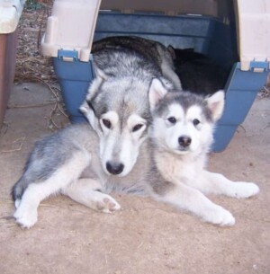 mysti grey skye and mysti jr by ted w malamutes