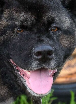 nakodo’s pin up girl monroe the akita by judith