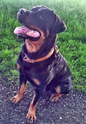 nelson the rottweiler