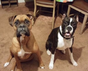 our boxer dog babies by rose mw