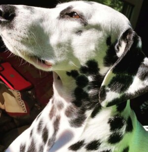 photo shoot with my dalmatian by kelsey s (2)