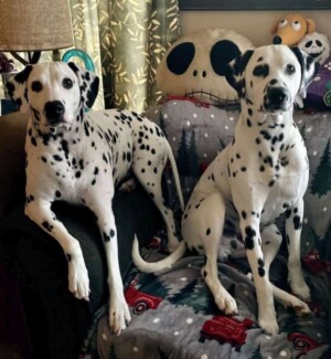 rebel and ziggy stardust by lori mb