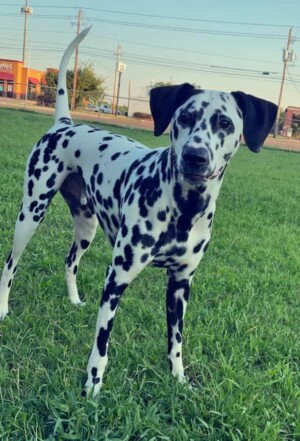 roscoe the dalmatian by shelley l