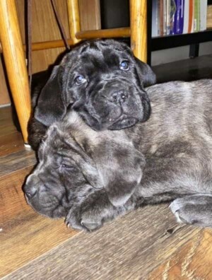 rose and marshall 7 week old cane corso puppies by erin m