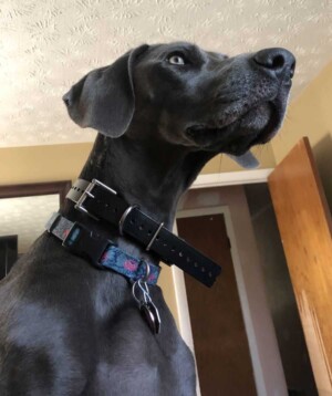 rosie the weimaraner by rosie