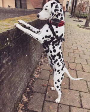 roxy the dalmatian by roxie memory (2)
