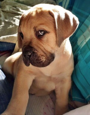 samson the 9 week old boerboel puppy by sandra m
