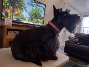 scottie on the table by blank