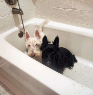 scotties in the bath by mab