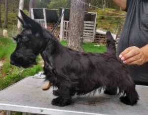 scottish terrier by stonegarth kennel (1)