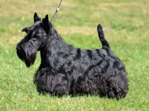 scottish terrier by stonegarth kennel (3)