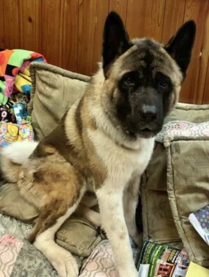 sirius the akita by jacqueline g (2)