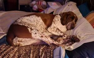 sleeping bracco by sandy