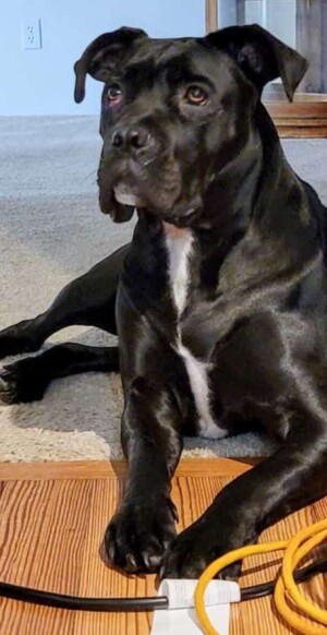sochi the cane corso by sochi (1)