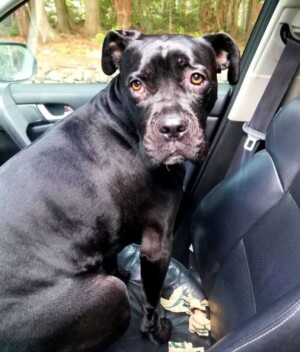 sochi the cane corso by sochi (2)