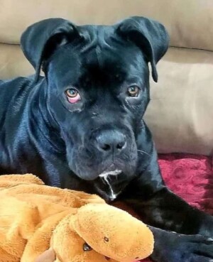 sochi the cane corso by sochi (3)